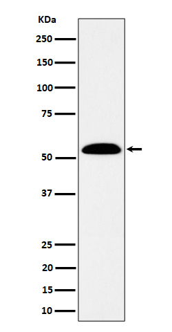 Rabbit monoclonal antibody