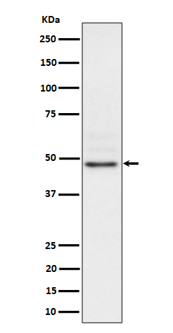 Rabbit monoclonal antibody