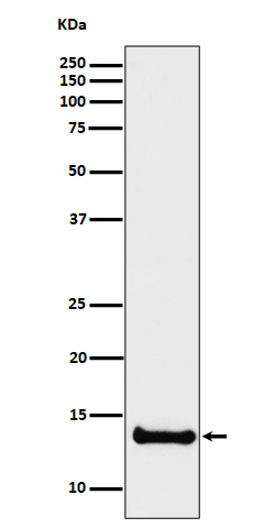 Rabbit monoclonal antibody