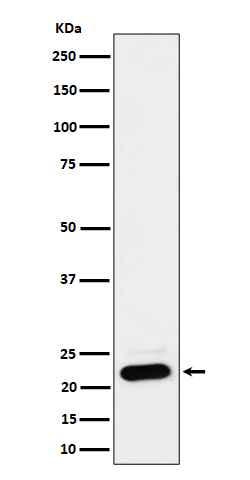 Rabbit monoclonal antibody