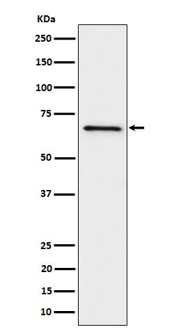 Rabbit monoclonal antibody