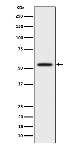 Rabbit monoclonal antibody