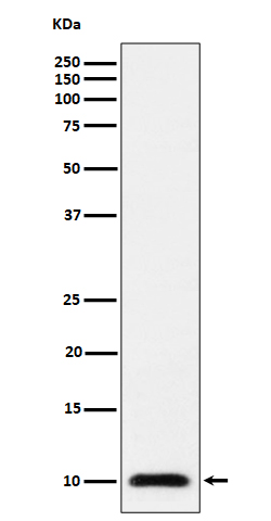 Rabbit monoclonal antibody