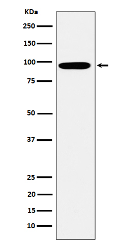 Rabbit monoclonal antibody