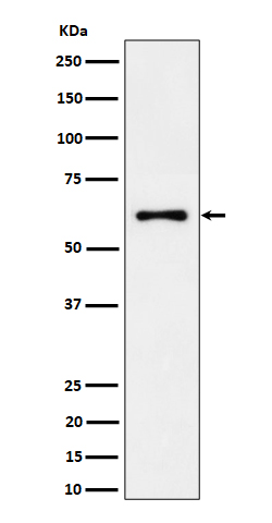 Rabbit monoclonal antibody