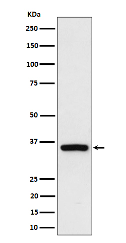 Rabbit monoclonal antibody