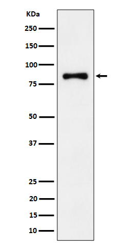 Rabbit monoclonal antibody