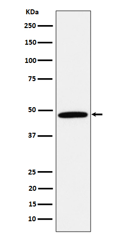 Rabbit monoclonal antibody