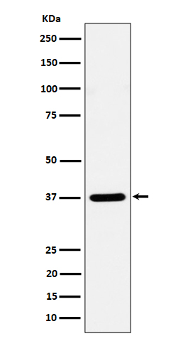 Rabbit monoclonal antibody