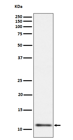 Rabbit monoclonal antibody