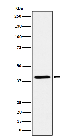 Rabbit monoclonal antibody