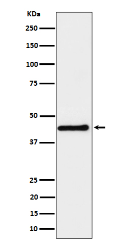 Rabbit monoclonal antibody
