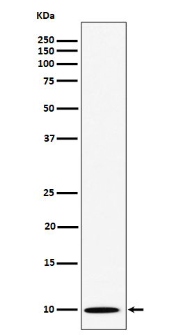 Rabbit monoclonal antibody