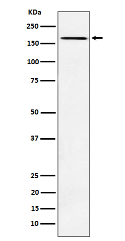 Rabbit monoclonal antibody
