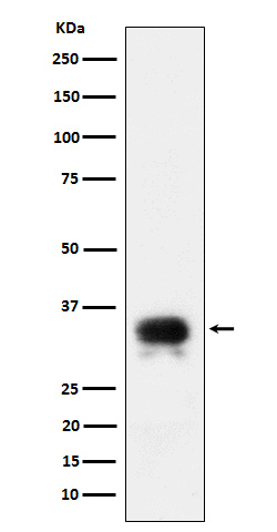 Rabbit monoclonal antibody