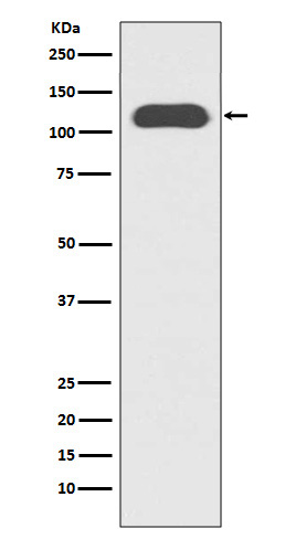 Rabbit monoclonal antibody