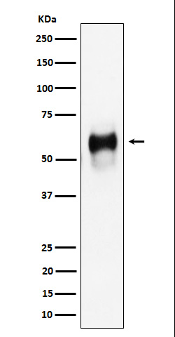 Rabbit monoclonal antibody
