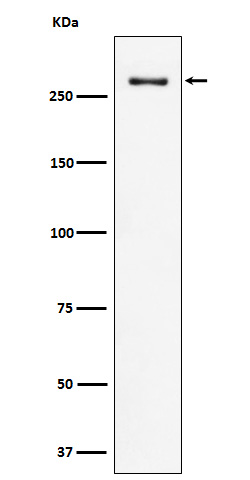 Rabbit monoclonal antibody