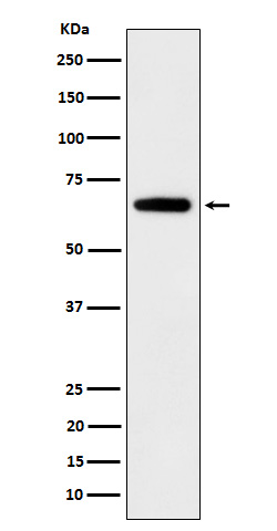Rabbit monoclonal antibody