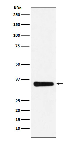 Rabbit monoclonal antibody
