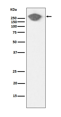 Rabbit monoclonal antibody