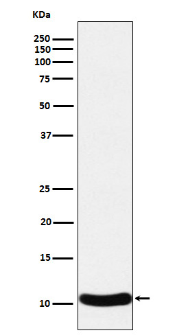 Rabbit monoclonal antibody
