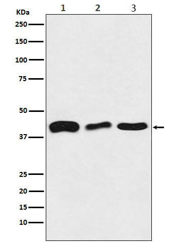 Rabbit monoclonal antibody