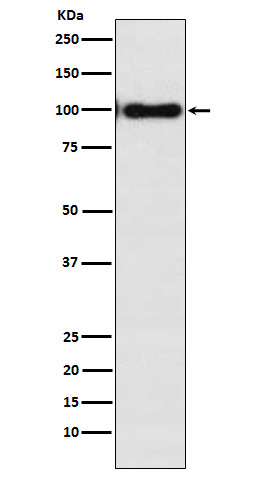 Rabbit monoclonal antibody