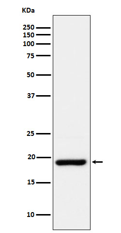 Rabbit monoclonal antibody