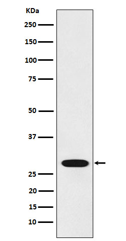 Rabbit monoclonal antibody