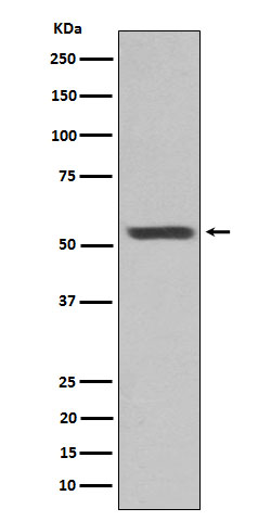 Rabbit monoclonal antibody