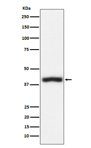 Rabbit monoclonal antibody
