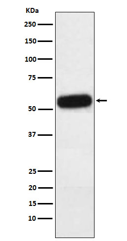 Rabbit monoclonal antibody