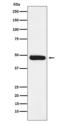 Rabbit monoclonal antibody