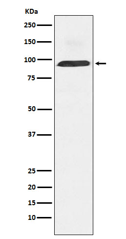 Rabbit monoclonal antibody