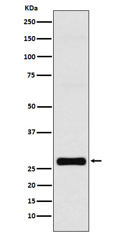 Rabbit monoclonal antibody
