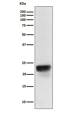 Rabbit monoclonal antibody