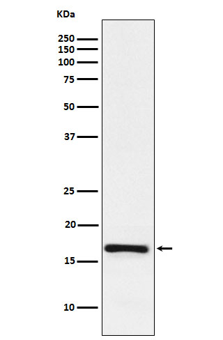 Rabbit monoclonal antibody