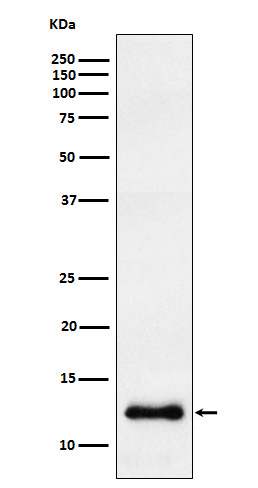Rabbit monoclonal antibody