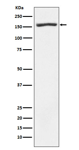 Rabbit monoclonal antibody