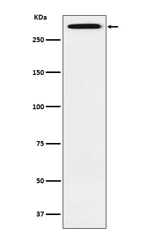 Rabbit monoclonal antibody