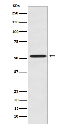 Rabbit monoclonal antibody