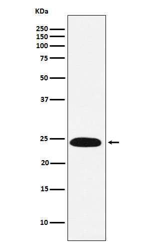 Rabbit monoclonal antibody