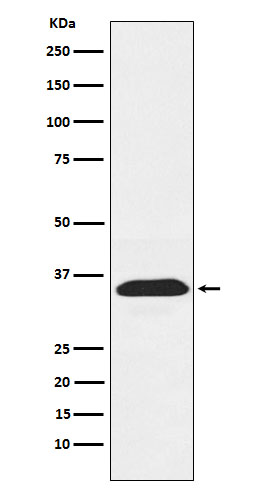 Rabbit monoclonal antibody