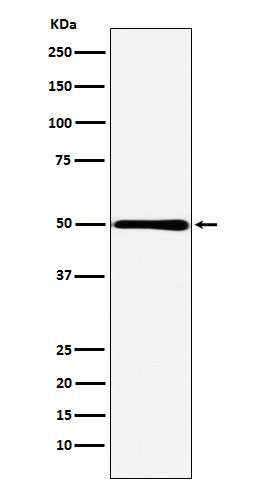 Rabbit monoclonal antibody