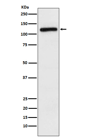 Rabbit monoclonal antibody