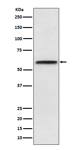 Rabbit monoclonal antibody