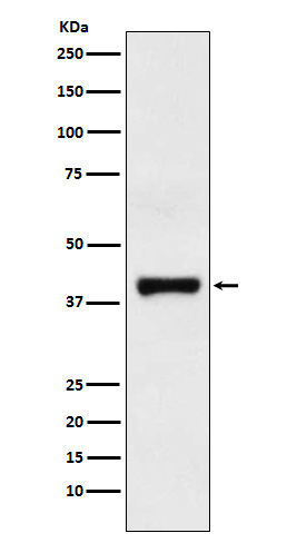 Rabbit monoclonal antibody