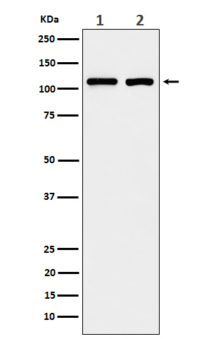 Rabbit monoclonal antibody