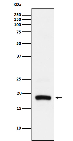 Rabbit monoclonal antibody